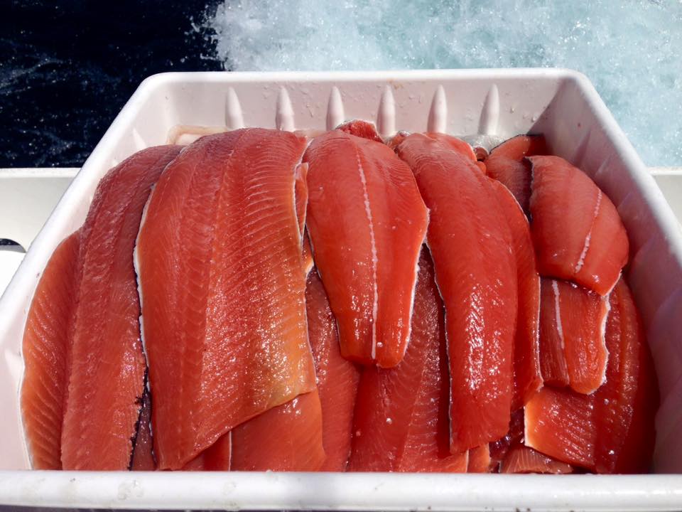 Coho salmon fillets
